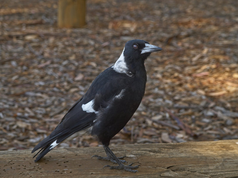 Australian Magpie, Warrumbungle